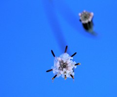 青空に星？