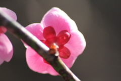 ウメ1