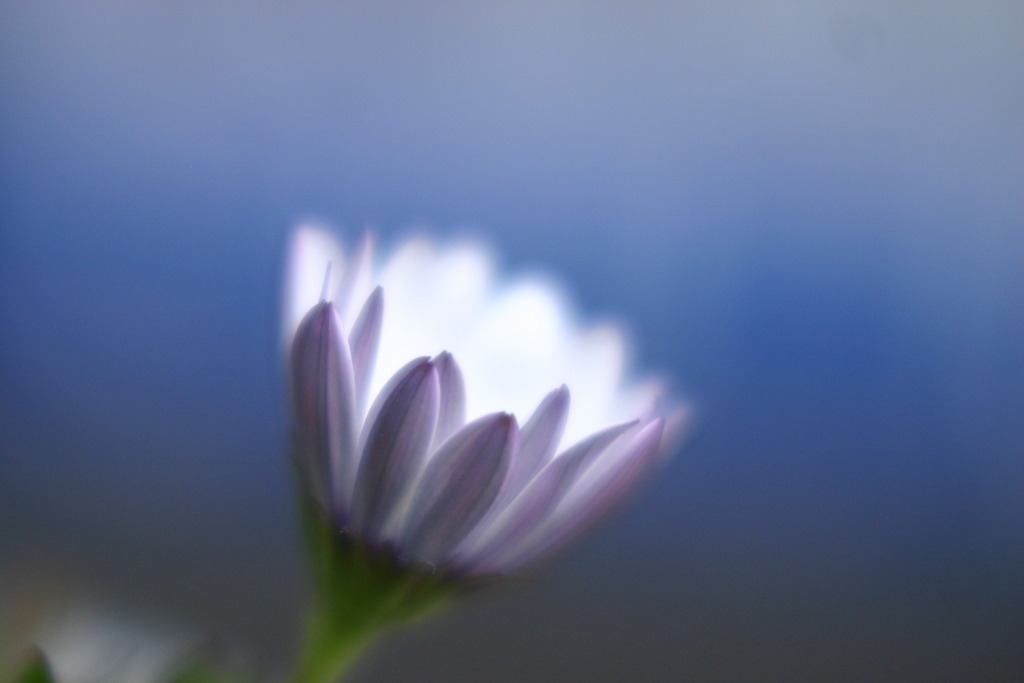 花灯