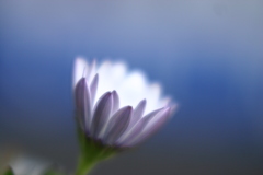 花灯