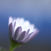 花灯