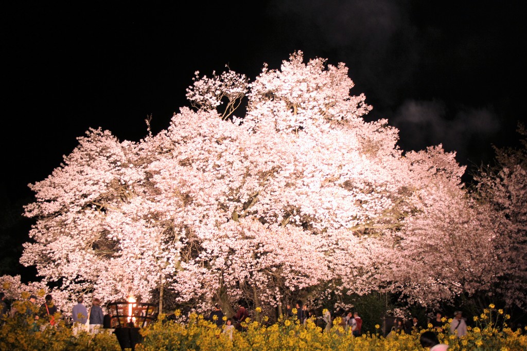 南阿蘇「一心行大桜 」夜桜
