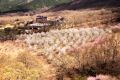 阿蘇俵山
