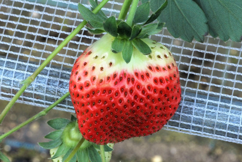 いちご狩り１