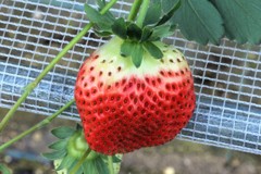 いちご狩り１