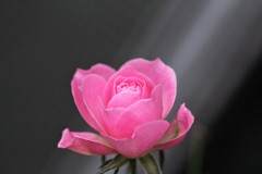 見つめられて３・・・・光もあびて。
