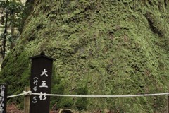 大王杉1