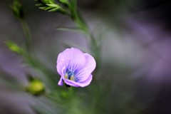 アマ（フラックス）