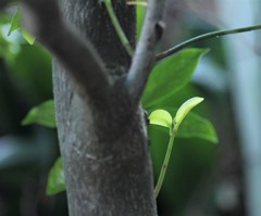 めばえ