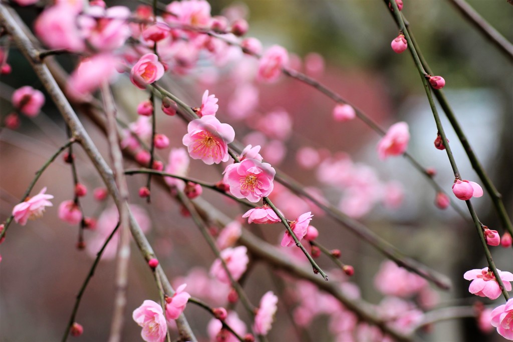 梅の花