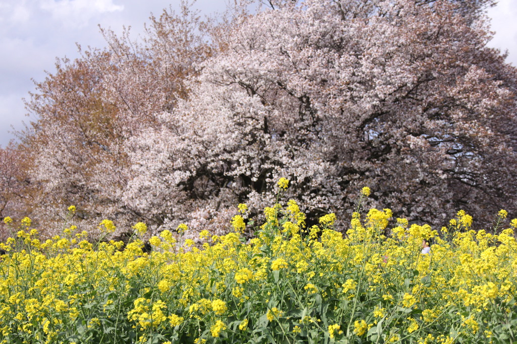 南阿蘇「一心行大桜 」