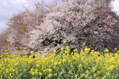 南阿蘇「一心行大桜 」