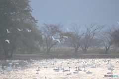 瓢湖の白鳥４