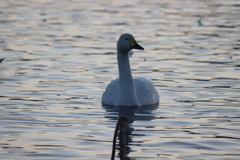 瓢湖の白鳥２