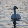 瓢湖の白鳥２