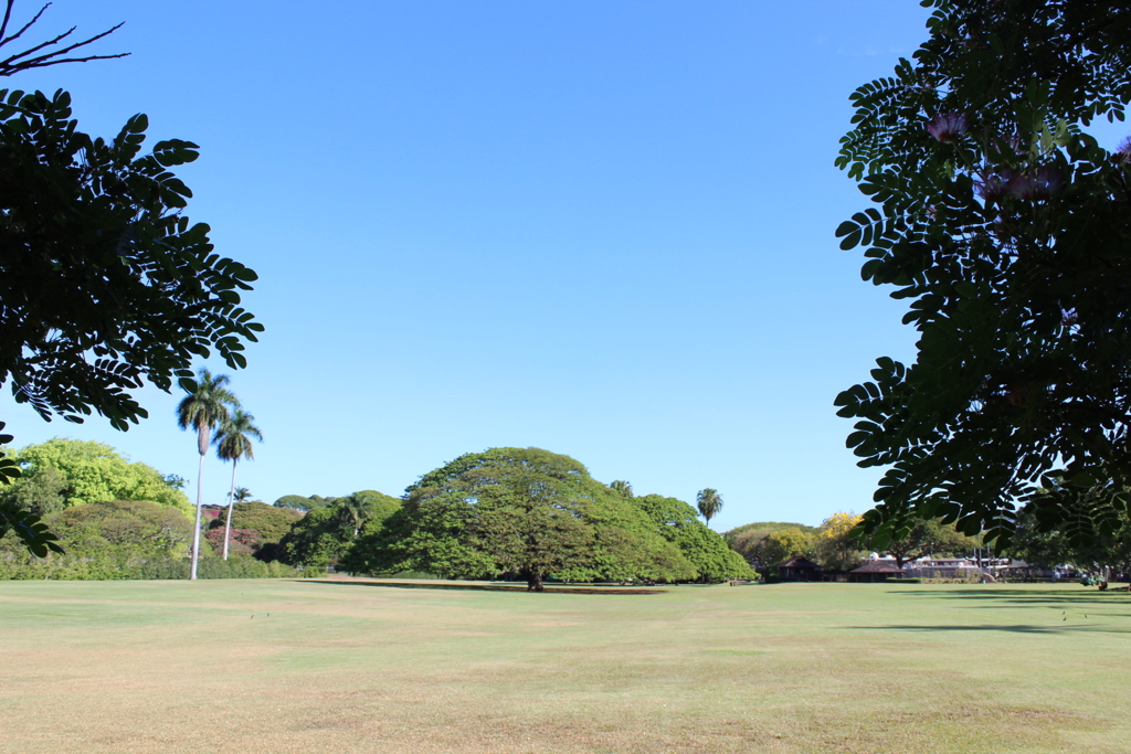 Hitachi Tree