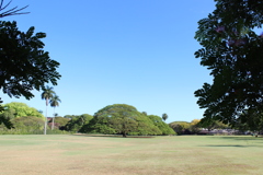 Hitachi Tree