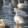 瓢湖の白鳥７