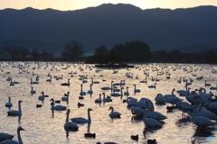 瓢湖の白鳥1