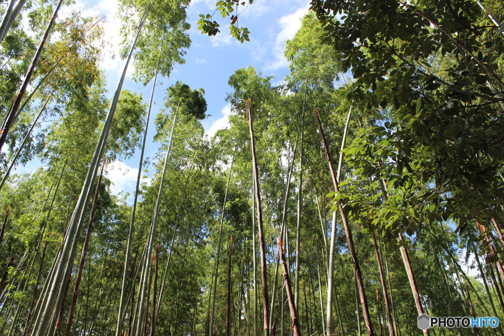 嵯峨野　竹林