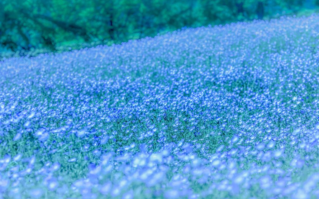 Blue flower fairy ♪