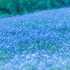 Blue flower fairy ♪