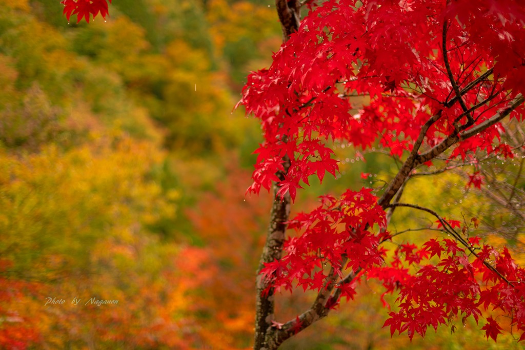 水滴る紅色☔