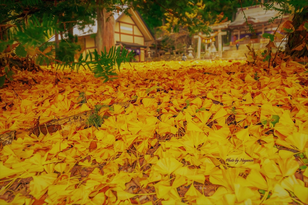 晩秋のどぶろく神社✨