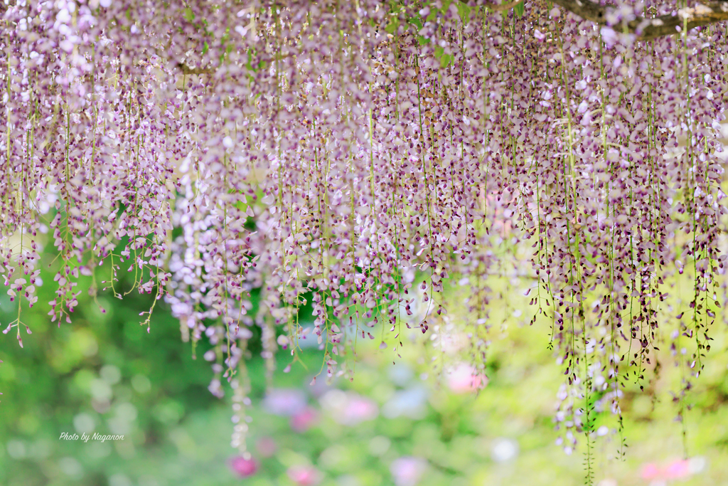 spring shower✨