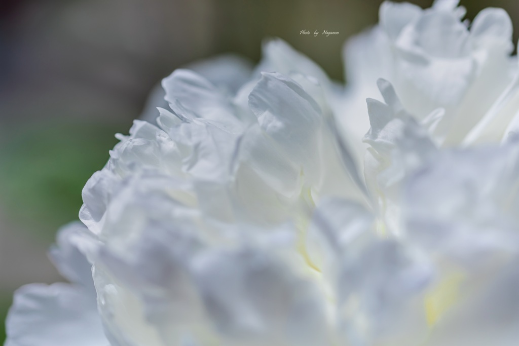 Silk rose fairy♪