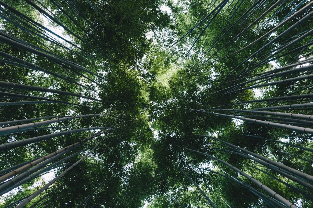 竹林