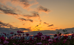 夕暮れコスモス