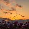 夕暮れコスモス