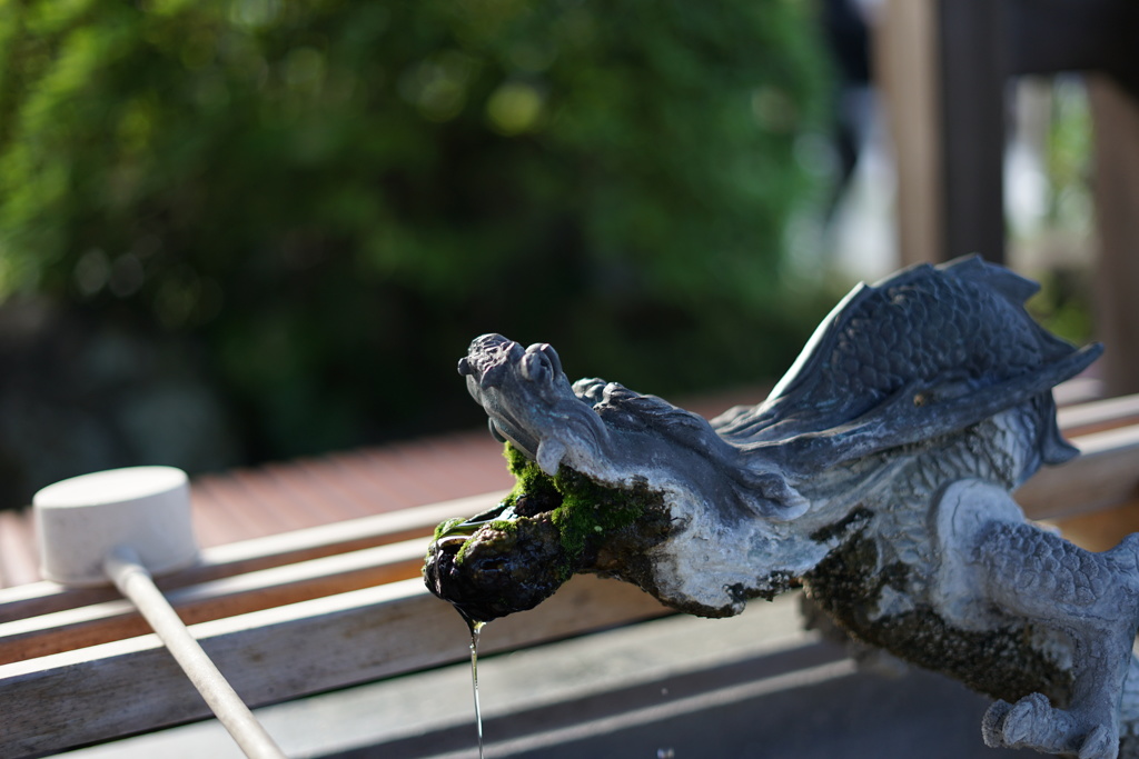 牡丹寺の龍