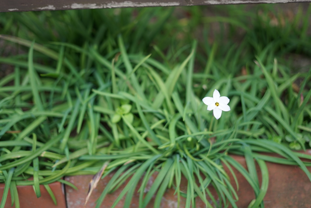 一輪の花