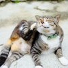 黒川温泉の看板猫②
