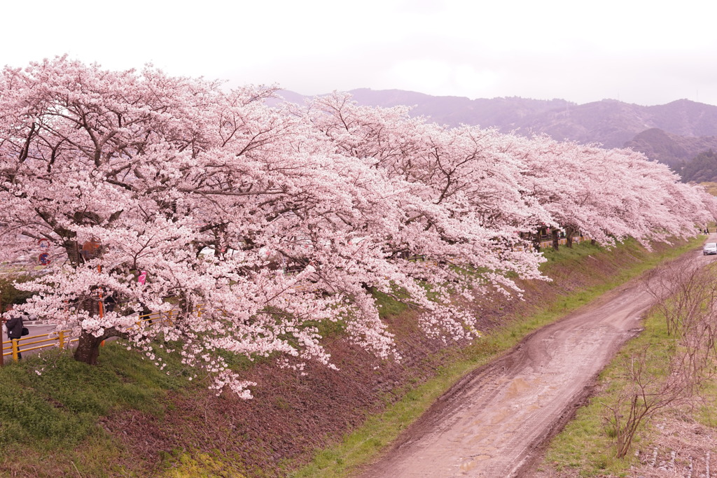 家山駅周辺の桜