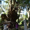 来宮神社