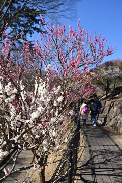 熱海　梅園