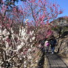 熱海　梅園