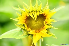 Heart Flower