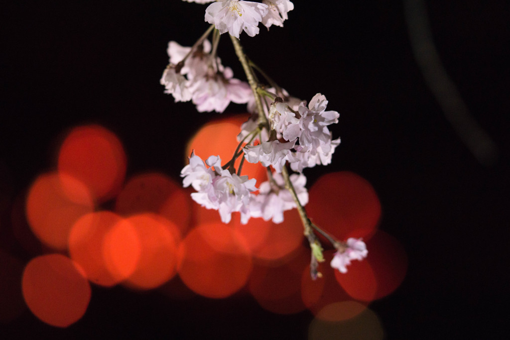 夜桜