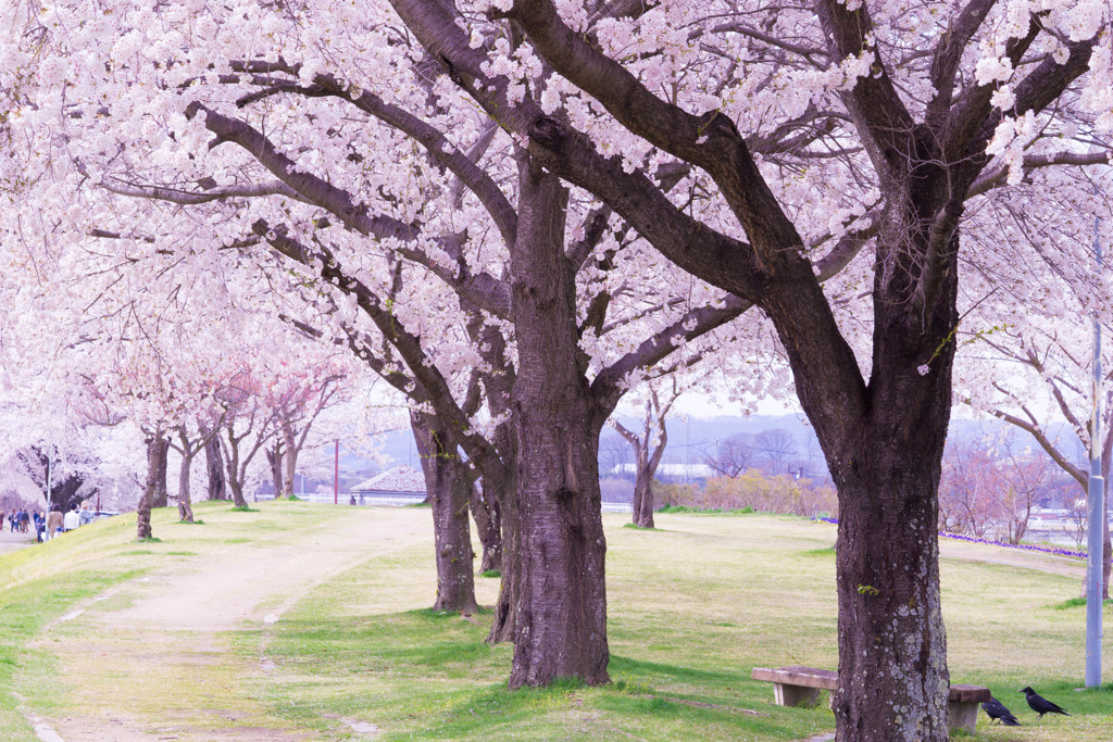 桜咲く小道