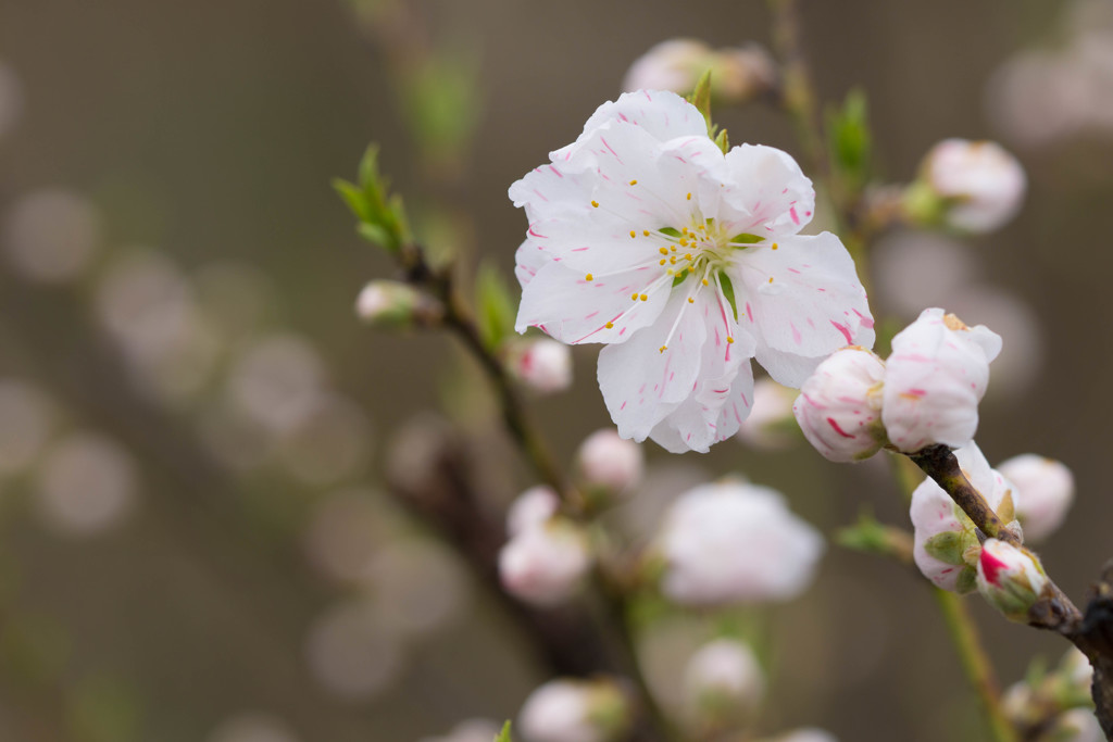 桜咲く