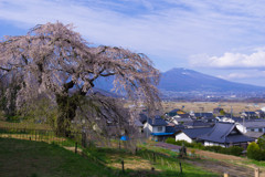 関所破りの桜