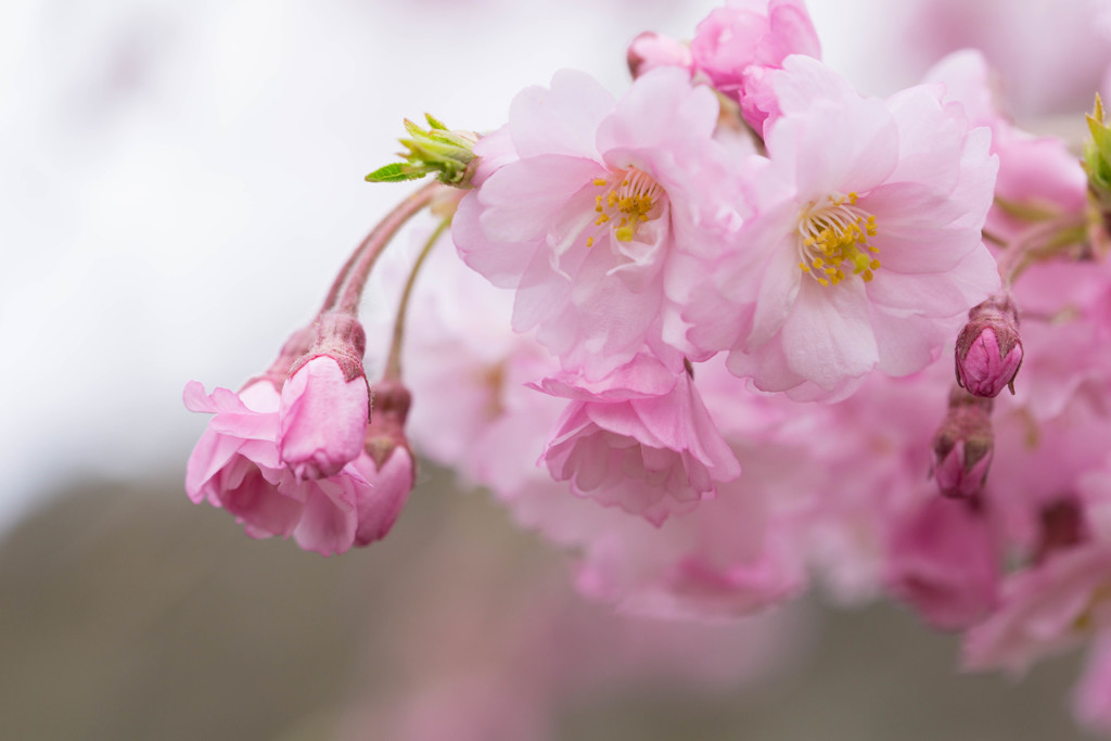 桜咲く②