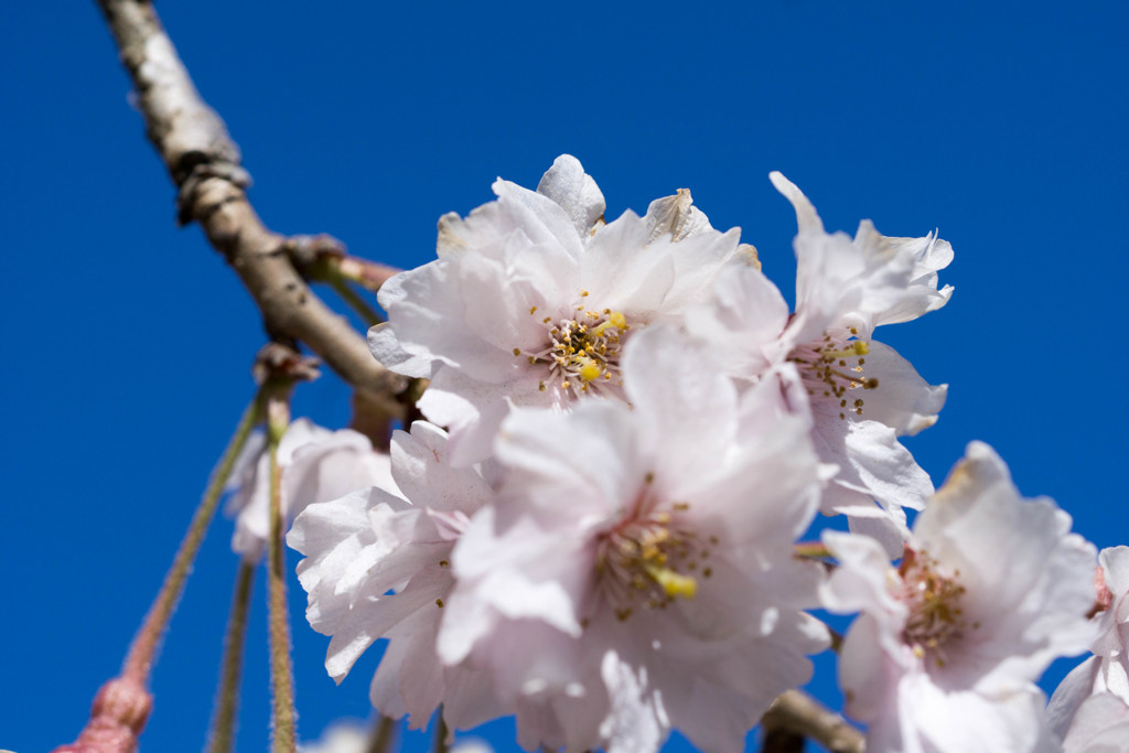 小諸八重紅枝垂桜