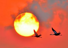 赤手空拳