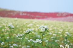 そばの花