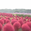 コキア